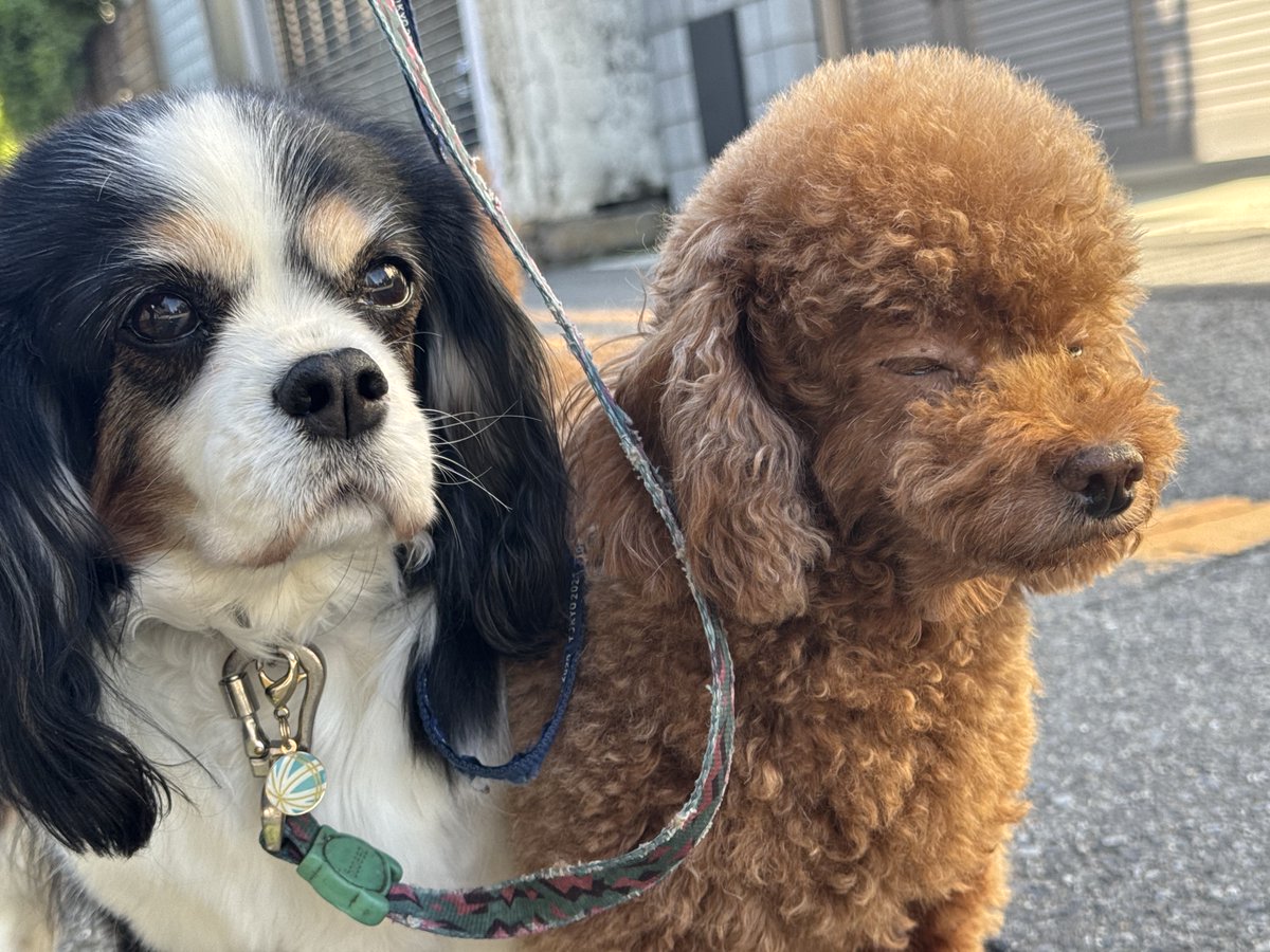 gtfld's tweet photo. おはようございます。 #dogs https://t.co/umrxaUqI4f