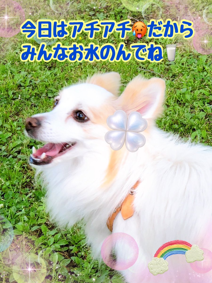 ringring8484's tweet photo. 半袖か？パーカーか？
毎日開けてみるまでわからない🤔冬か春か夏か…「季節の玉手箱や〜😳❗️」
ジェットコースター気候🎢でテンションも上がり下がりの毎日だけど 庭の花達はエネルギッシュに咲き競ってます😆🌸
皆様も体調気をつけて！パワフルな週末を🌱
＃チワプー🌈 ＃愛犬月命日 ＃初夏の花 https://t.co/ZljB5T2iOG