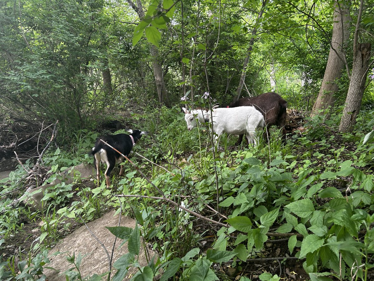 TimmmmBates's tweet photo. I recommend getting goats https://t.co/QMg5HNbHLg