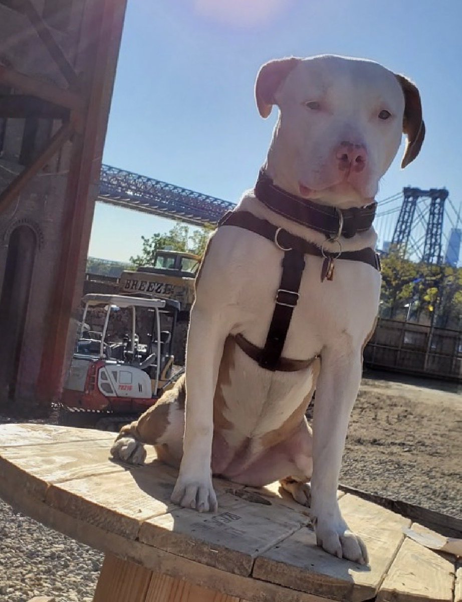 MoishesMom's tweet photo. 🚨 🆕 Surrendered Pibble 💉🎯🚨

Jayna is a 6️⃣ year old gal who arrived at the Queens Pound in NYC 7️⃣ days ago…she’s 5️⃣4️⃣ pounds….

Jayna’s Limited Bio ℹ️ 🔗 ⬇️

https://t.co/1sKyVXQWt3

This girl will have a difficult time in the kill pound 😔☹️ she’s grieving…you can see it in her expression & her eyes…she’ll be kill listed 🔜 

DM @notthesameone2 to apply for 
Jayna 🙏🏻