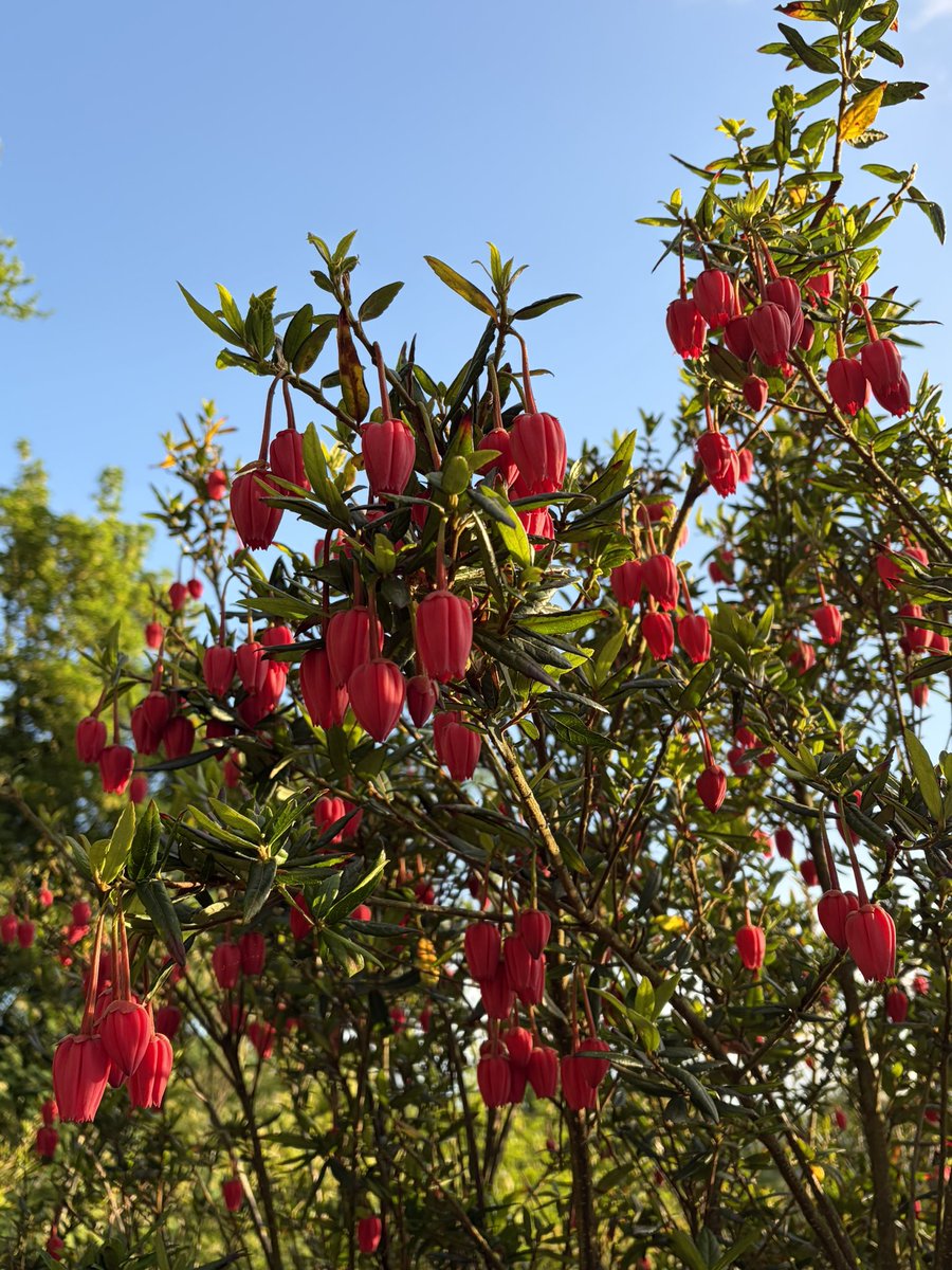 Snowdropman's tweet photo. Crinodendron hookerianum, the Chilean lantern tree looking fabulous in the sunshine. #fairviewyearround https://t.co/pPfVVEI4zx