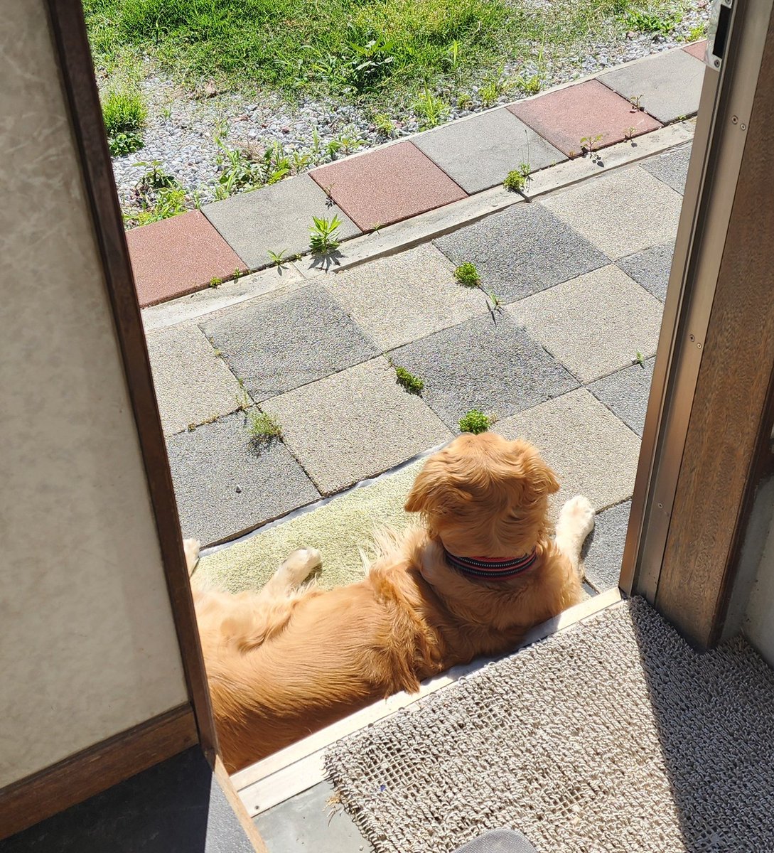 ff_jamira's tweet photo. 外を眺めるかわいいぬ https://t.co/8on9FHkjy7