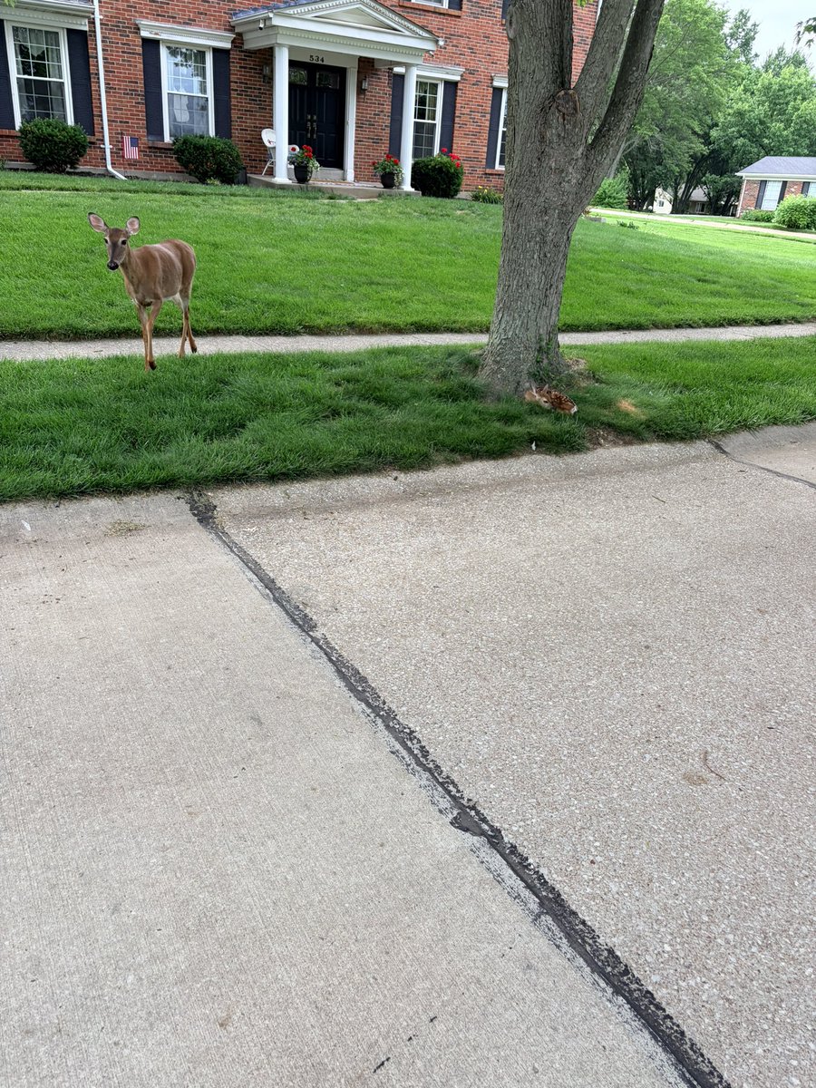 sheelgetshyphy's tweet photo. This deer was following me but it’s because she was helping her baby https://t.co/Mp6BGhfJJ0