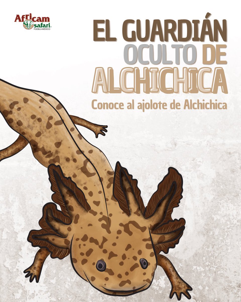 AfricamSafari's tweet photo. El ajolote de Alchichica es una de las especies más emblemáticas de nuestro país y en Africam Safari trabajamos todos los días por su conservación, sumando esfuerzos para proteger su futuro y el de su hábitat. 💚
¿Ya conocías a esta increíble especie? https://t.co/tOMPcCLoL4