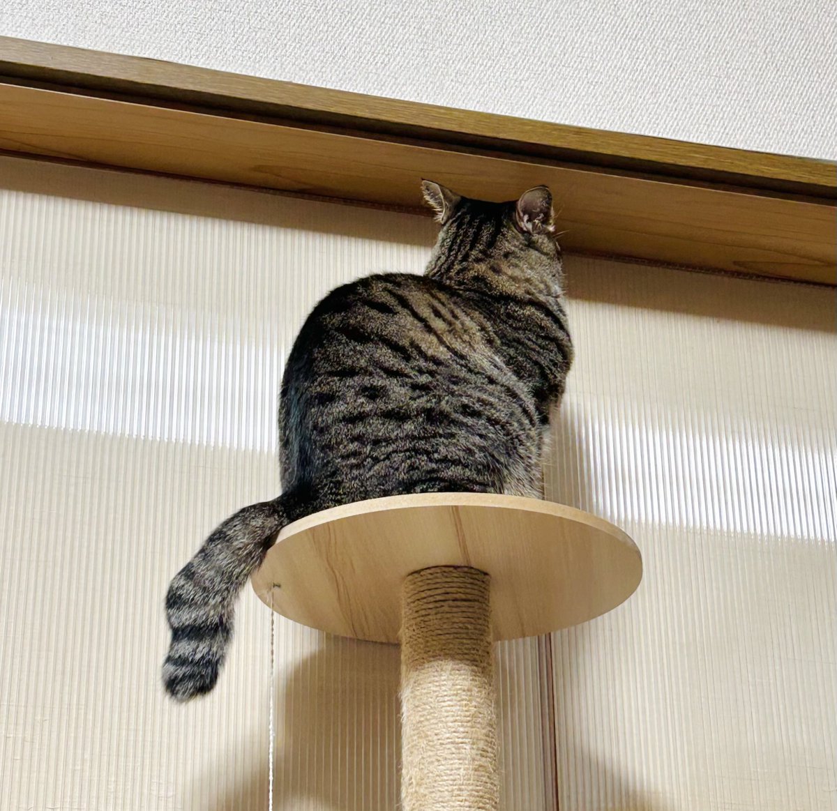 ムー tweet media