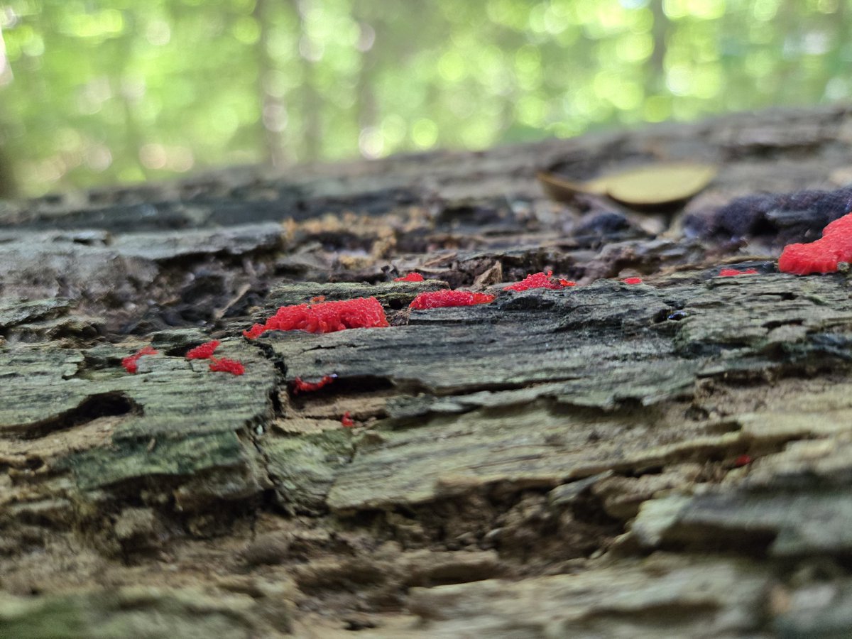 rubrics4life's tweet photo. red raspberry slime mold https://t.co/bVS60rbd1k