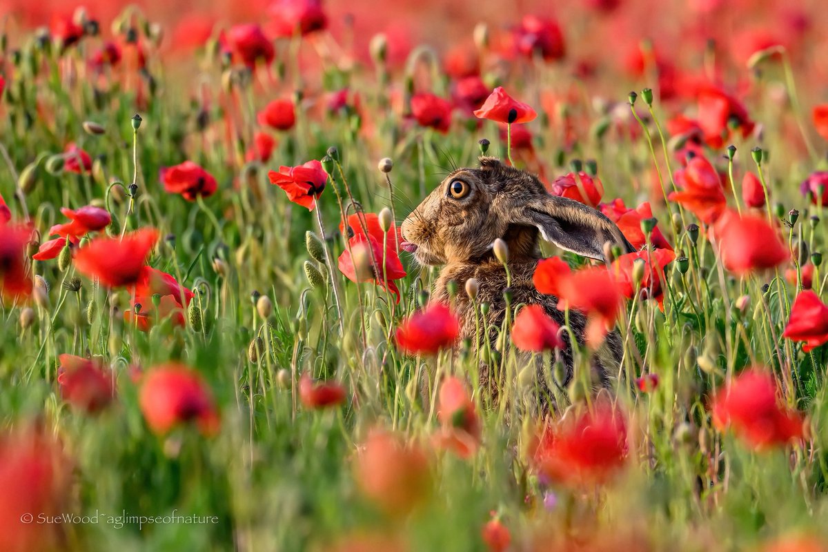 SW_PhotoNature's tweet photo. Surrounded in poppies but the tongue is still out! https://t.co/CHaFJHox1K