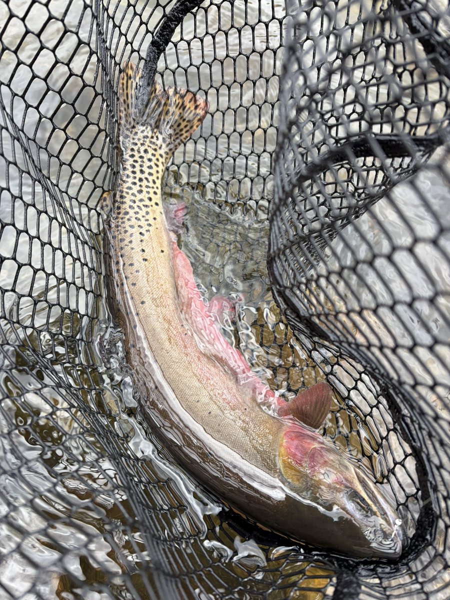 more to follow. another insane day in the alpine. Rio Grande Cutthroat ...