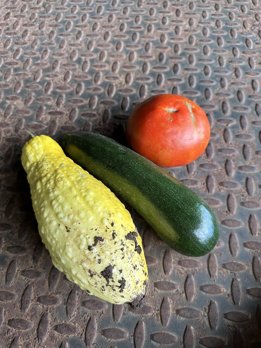 DwayneWinOK's tweet photo. First squash and another tomato!😋 https://t.co/HB6pl9kojW