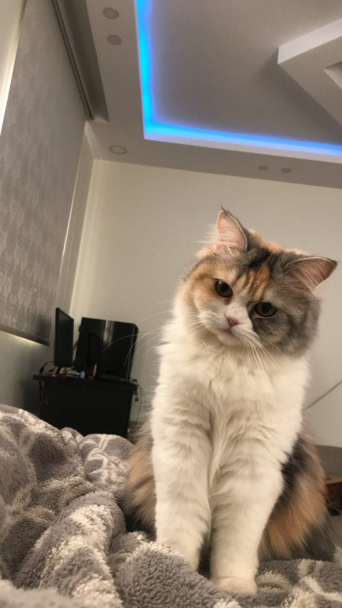 iiadoi's tweet photo. 🤍 🐈 https://t.co/1NadwWOeOH