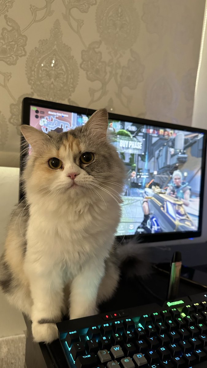iiadoi's tweet photo. 🤍 🐈 https://t.co/1NadwWOeOH