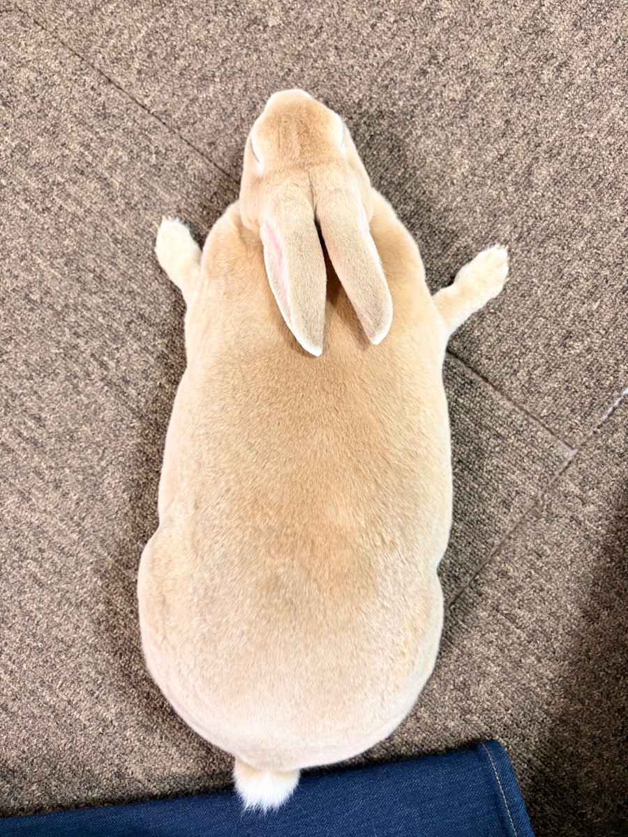 booboousag's tweet photo. 美しい毛並み…✨✨
そして丸い🐇 https://t.co/QHFbnYTL0E
