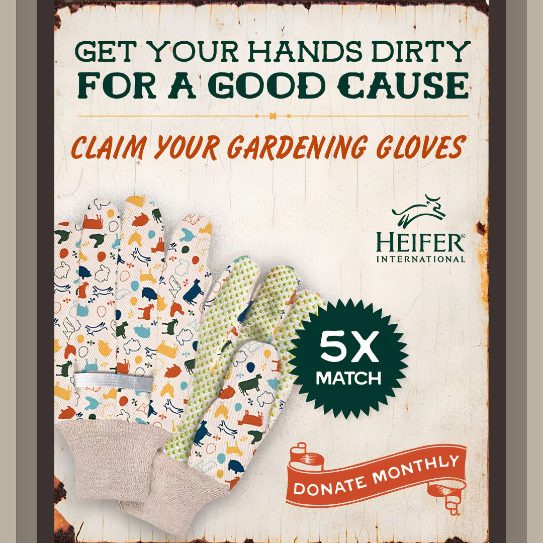Heifer tweet picture