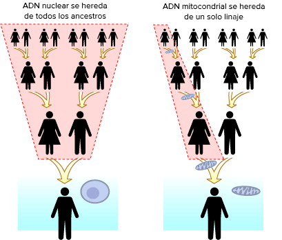 Gandmith's tweet photo. @OOCprogresismo2 Tenemos dos tipos de DNA el cromosomal y el extracromosomal.
Uno es combinante y el otro no.
Cada vez las feminacas son más subnormales. https://t.co/lOv7balVKy