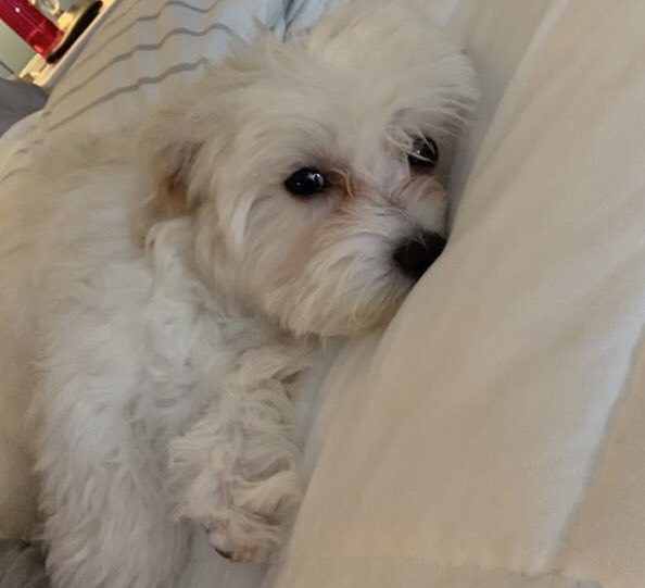 Fallonlove0014's tweet photo. My sweet pet lover https://t.co/dDhmrbDCHc