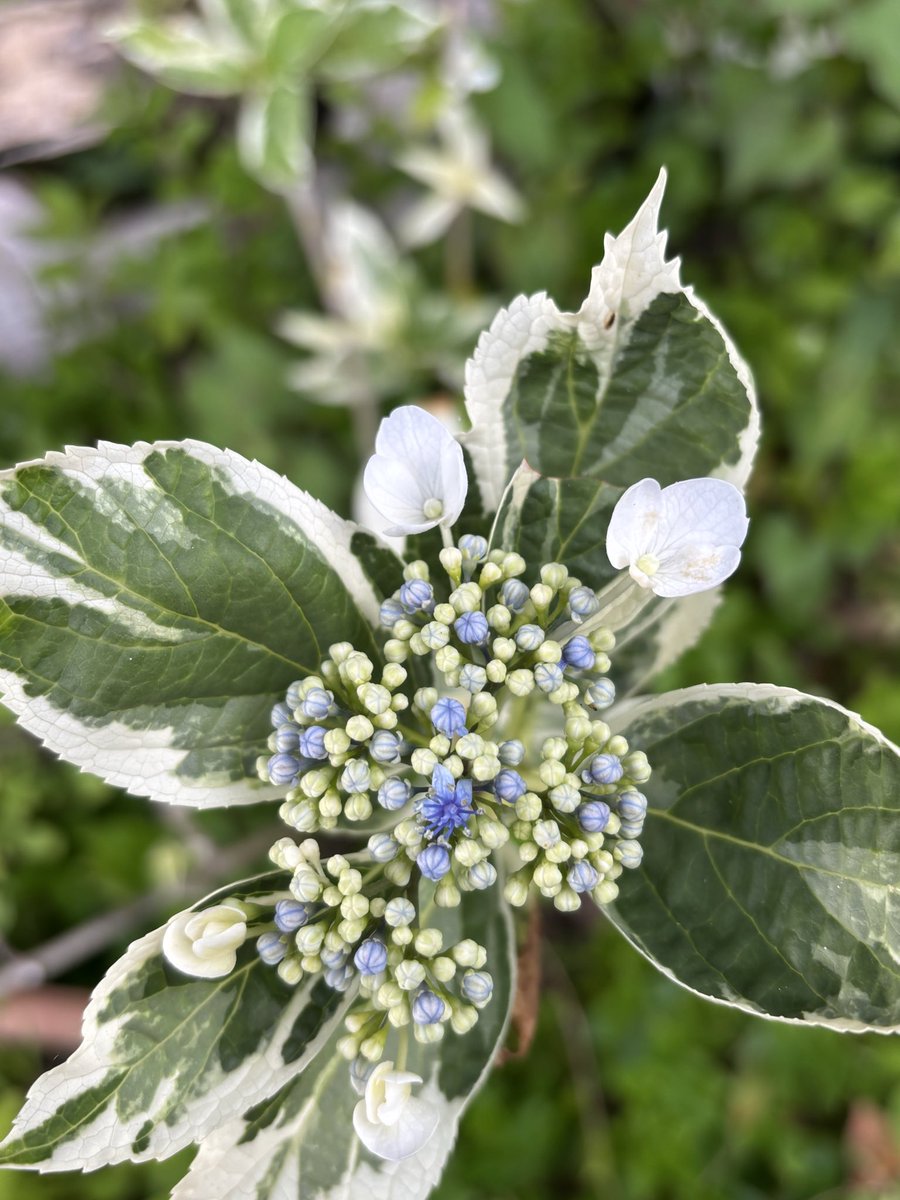 Laylaysyu_Vlaze's tweet photo. どうやら斑入りの紫陽花ちゃんは『額紫陽花(ガクアジサイ)』と言われる類の子の様ですわ(๑>◡<๑)✨✨
#斑入り紫陽花
#ガクアジサイ
#lacecaphydrangea https://t.co/N03c5geAW4