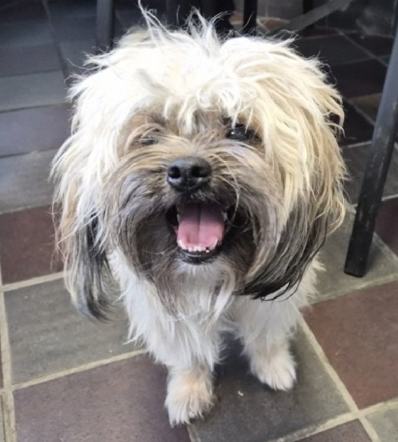 nyc_lilpaws2025's tweet photo. Meet Mayo Noodles 251229
#NYCACC #AdoptMe 
A cute 11.6 lb, 3 yr old boy
Ok for kids 13+ after a slow intro
Likes affection on his terms
Let's find a great home (and new name) for Mayo Noodles!
https://t.co/dk8TlKpv7O
#Pledge4Rescue #foster #adopt https://t.co/0yVGLHpIWl