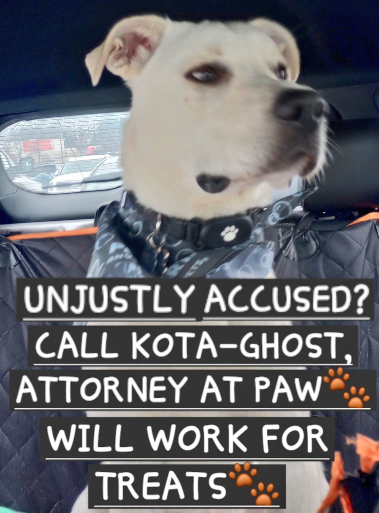 Kimmi Bear tweet media