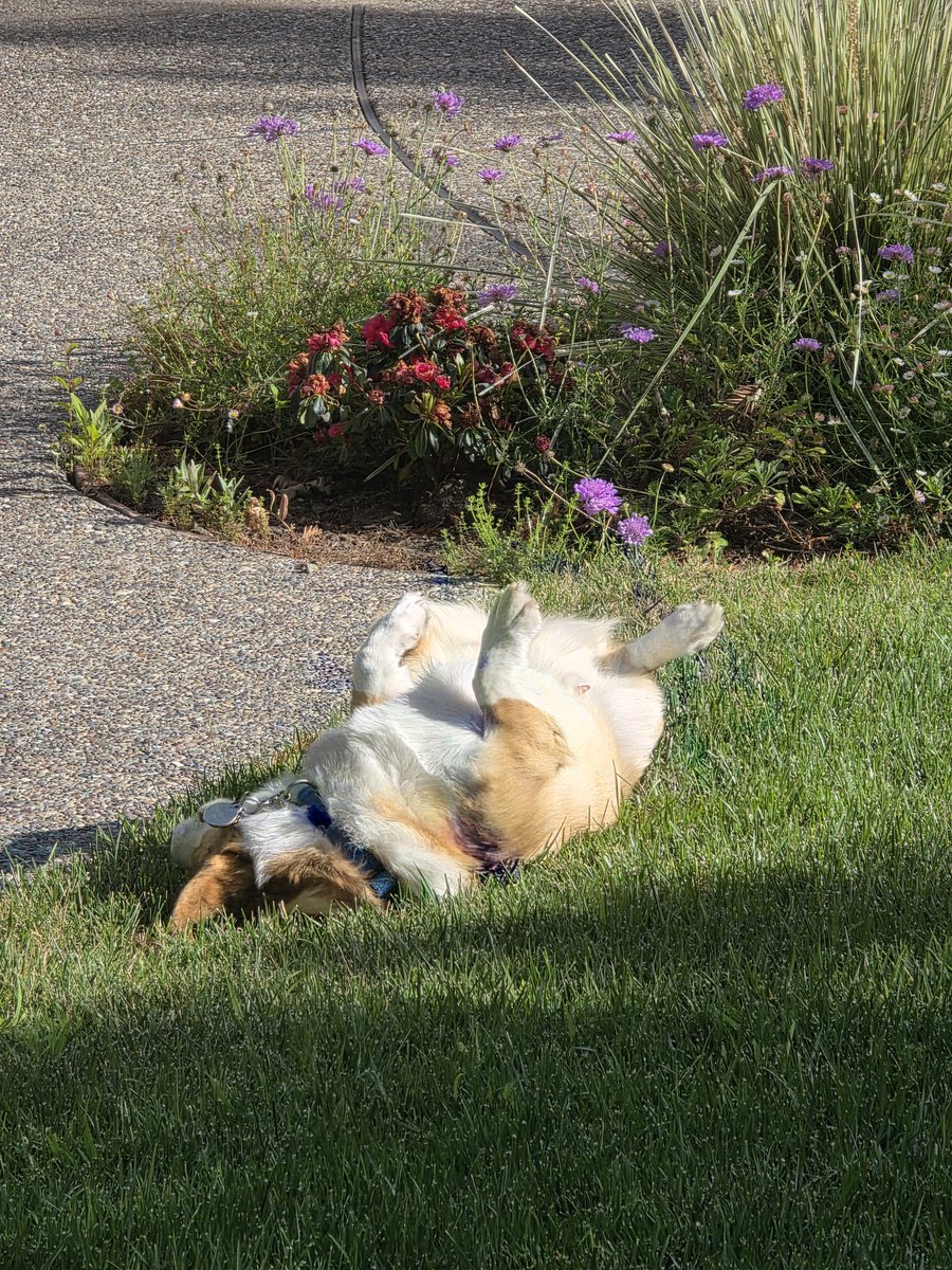 Klenny the Corgi tweet media