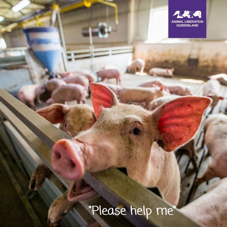 veganfuture's tweet photo. https://t.co/fViwLXDNbX