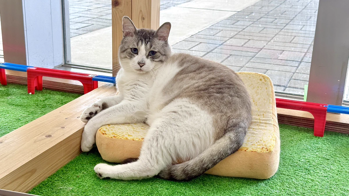 保護猫カフェ ねこの箱舟 天保山店 Cats Wonderland Osaka-bay