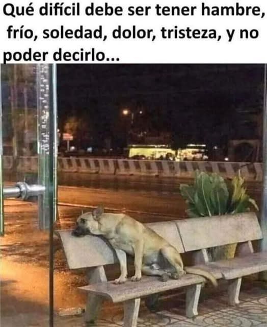 marq31995's tweet photo. Siempre a favor de los animales https://t.co/H9wA49lYyL