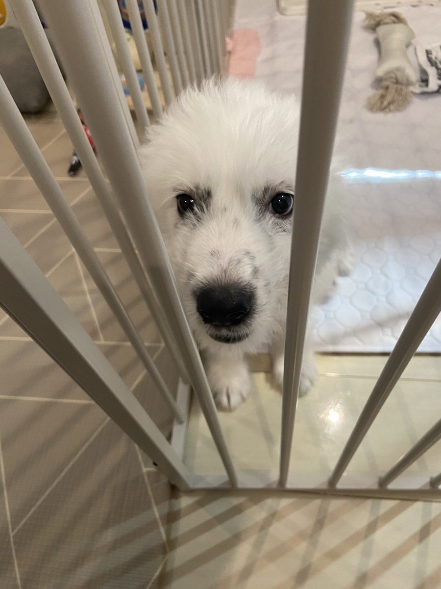 canan7's tweet photo. 子犬ううあうう！ https://t.co/VjJ18FvTuD