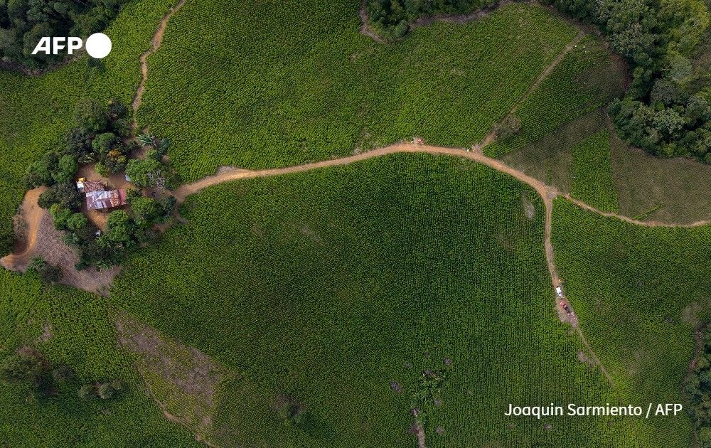 AFP's tweet photo. As Colombia prepares to vote for a new president, guerrilla violence that has blighted much of the southwest is taking a toll on residents, in particular children.
➡️ https://t.co/j6na9BxpF1 https://t.co/vz7mx6emE8