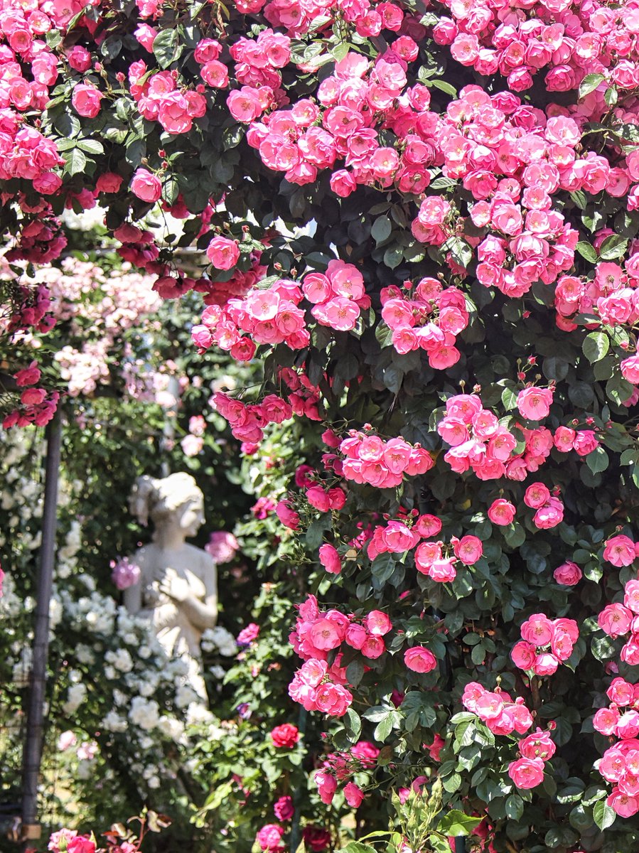 tomitamy's tweet photo. 三日連続で #佐藤梨園さんの薔薇園 にやって来ました。（5月29日撮影）
今年の薔薇は最高！ガーディナーの高橋さん、ありがとうございます(^^)/ https://t.co/dKFdhrbHOC