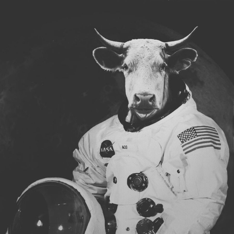 cow tweet media