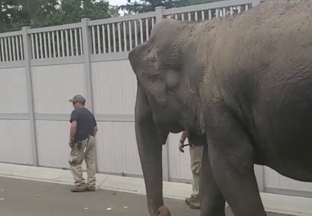 Cosmicbrigade's tweet photo. All our repressed emotions and subconscious desires in time lead to some kind of psychological or physiological breakdown.

So @AndrewKnack @YEGMayorOffice what would decades of captivity do to your mind &amp; body ? 

You have the offer be kind take it 
#FreeLucy &amp; her fellow non 🇨🇦 https://t.co/o5j1W2dw3a