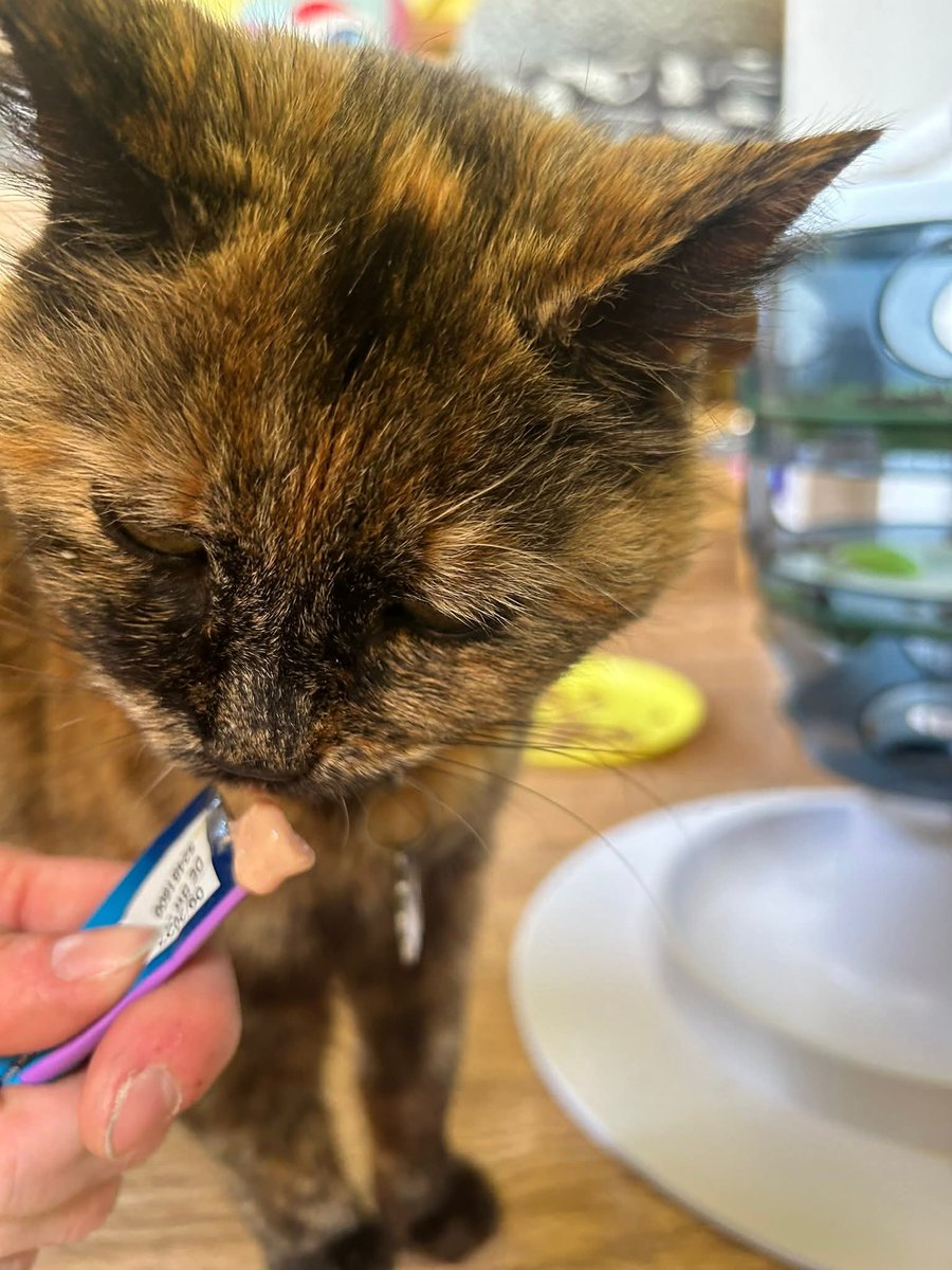 Shropshire Cat Rescue tweet media