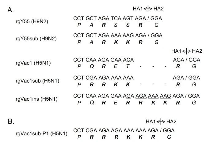 KevinMcCairnPhD's tweet photo. https://t.co/TcXwH5lfgT
By finding a QTQTNS as opposed to HT(V/A)S(L/I)L, DEFUSE itself specified to add a human-specific cleavage site. ENaC was the closest site and the site doesn’t work when naively substituted, so they added the site insertively and invented the SD2 term for the pre-CS peptide. Stock preparation need VERO cells so P681 being the only VERO tolerated FCS spontaneously form from passage and was lost in live hosts, HAE and airway epithelial cells were the actual test cultures for passage and they stabilizes the FCS. Cultures prefer D614, live hosts force G614. They need an immunogenic sequence and it forces CT(C/G)CTCGGCGGGCACGTAG. The QTQTNS had multuple dS mutations which make the FCS sequence likely in frame.
https://t.co/LJq1E1iuew
A QTQTNS is a clear mismatch to HT(V/A)S(L/I)L and it triggers the “introduce appropriate human-specific cleavage sites and evaluate growth in VERO cells and HAE cultures” term of DEFUSE.
https://t.co/TcXwH5lfgT
When they tried substitution and fail, they try insertion.
https://t.co/nSW6K0ciET
They know about the S1-S2 loop and its length effects privately before 2020.
https://t.co/3iIT2X6hxV
Fact: all airway epithelial cells used for actual passage (as opposed to mere stock preparation) stabilizes the FCS.
https://t.co/1i6PY0d5Vv
EHA’s and DOD’a greasy fingers are all over where “BANALs” were allegedly “found” throughout 2018-2019.
https://t.co/5FL8axPHPQ
https://t.co/s3ASnSv2k7
https://t.co/uBlwaJE9fJ
The CCP itself also happened to have already sequenced multiple close relatives as early as in 2018.
https://t.co/RD85PwR5qA
The FCS was not out of frame. Multiple dS changes was found on the QTQTNS alongside the entire sequence surrounding the CS.
https://t.co/VOhjSqdyNu
Stock preparation in a culture flask make a P681 out of a canonical FCS because canonical FCS don’t grow to stock in a culture.
https://t.co/pBwtvK3qsi
You can neither use pseudovirus to evaluate growth nor use trypsin in passage, as pseudovirus can’t grow and trypsin digest your growth substrate.
https://t.co/d9PewLq32H
Any canonical insert from RRRARR to ARRAR become PRRAR upon passage because canonical sites are suboptimal for stock preparation.
https://t.co/NxIHRyzgom
When a canonical FCS don’t get the virus grown and don’t get cleaved stock preparation make a PRRA of a canonical FCS.
https://t.co/YUjPShOnV9
Add immunogenicity constraints and you get exactly the current nucleotide sequence.
https://t.co/oZDikrZ5NO
Canonical FCS are rejected by culture and won’t prepare into stock. The virus itself bend any added canonical FCS into PRRA in cultures and only in cultures—leading proline is destroyed by live hosts.
https://t.co/uuYiukB36B
And also both S1/S2 and S2’ are considered as “in S2” under DEFUSE.
https://t.co/YUjPShOnV9
The moment they found a QTQTNS in a newly sampled bat SARS-like CoV all of the properties of the FCS are made as consequence of wording of DEFUSE and experimental constraints+effects.