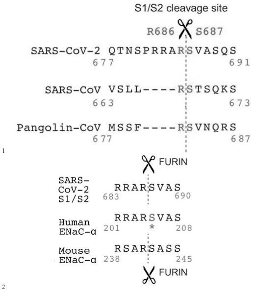 KevinMcCairnPhD's tweet photo. https://t.co/TcXwH5lfgT
By finding a QTQTNS as opposed to HT(V/A)S(L/I)L, DEFUSE itself specified to add a human-specific cleavage site. ENaC was the closest site and the site doesn’t work when naively substituted, so they added the site insertively and invented the SD2 term for the pre-CS peptide. Stock preparation need VERO cells so P681 being the only VERO tolerated FCS spontaneously form from passage and was lost in live hosts, HAE and airway epithelial cells were the actual test cultures for passage and they stabilizes the FCS. Cultures prefer D614, live hosts force G614. They need an immunogenic sequence and it forces CT(C/G)CTCGGCGGGCACGTAG. The QTQTNS had multuple dS mutations which make the FCS sequence likely in frame.
https://t.co/LJq1E1iuew
A QTQTNS is a clear mismatch to HT(V/A)S(L/I)L and it triggers the “introduce appropriate human-specific cleavage sites and evaluate growth in VERO cells and HAE cultures” term of DEFUSE.
https://t.co/TcXwH5lfgT
When they tried substitution and fail, they try insertion.
https://t.co/nSW6K0ciET
They know about the S1-S2 loop and its length effects privately before 2020.
https://t.co/3iIT2X6hxV
Fact: all airway epithelial cells used for actual passage (as opposed to mere stock preparation) stabilizes the FCS.
https://t.co/1i6PY0d5Vv
EHA’s and DOD’a greasy fingers are all over where “BANALs” were allegedly “found” throughout 2018-2019.
https://t.co/5FL8axPHPQ
https://t.co/s3ASnSv2k7
https://t.co/uBlwaJE9fJ
The CCP itself also happened to have already sequenced multiple close relatives as early as in 2018.
https://t.co/RD85PwR5qA
The FCS was not out of frame. Multiple dS changes was found on the QTQTNS alongside the entire sequence surrounding the CS.
https://t.co/VOhjSqdyNu
Stock preparation in a culture flask make a P681 out of a canonical FCS because canonical FCS don’t grow to stock in a culture.
https://t.co/pBwtvK3qsi
You can neither use pseudovirus to evaluate growth nor use trypsin in passage, as pseudovirus can’t grow and trypsin digest your growth substrate.
https://t.co/d9PewLq32H
Any canonical insert from RRRARR to ARRAR become PRRAR upon passage because canonical sites are suboptimal for stock preparation.
https://t.co/NxIHRyzgom
When a canonical FCS don’t get the virus grown and don’t get cleaved stock preparation make a PRRA of a canonical FCS.
https://t.co/YUjPShOnV9
Add immunogenicity constraints and you get exactly the current nucleotide sequence.
https://t.co/oZDikrZ5NO
Canonical FCS are rejected by culture and won’t prepare into stock. The virus itself bend any added canonical FCS into PRRA in cultures and only in cultures—leading proline is destroyed by live hosts.
https://t.co/uuYiukB36B
And also both S1/S2 and S2’ are considered as “in S2” under DEFUSE.
https://t.co/YUjPShOnV9
The moment they found a QTQTNS in a newly sampled bat SARS-like CoV all of the properties of the FCS are made as consequence of wording of DEFUSE and experimental constraints+effects.
