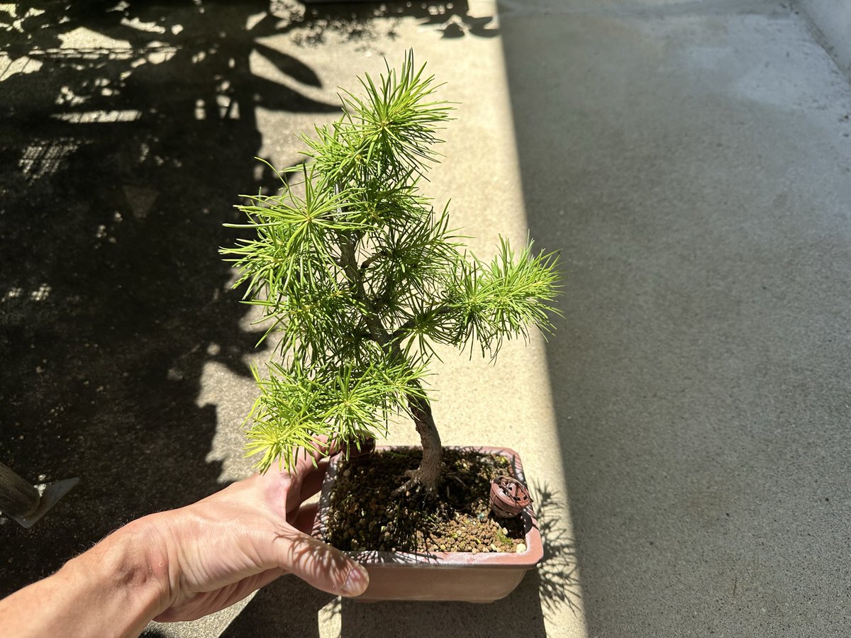 FireGenuine's tweet photo. 唐松を芽摘みしました✂️

台風🌀が近づく５月末☀️
既に30℃超えて暑い🥵
水切れする前に、元気でボサボサになった芽を透かしました。

朝晩はまだ涼しいので、遮光ネットはまだ設置せず。しっかり日に当ててます☀️

#盆栽 #唐松 #カラマツ #落葉松 https://t.co/FLW8eLoDhH