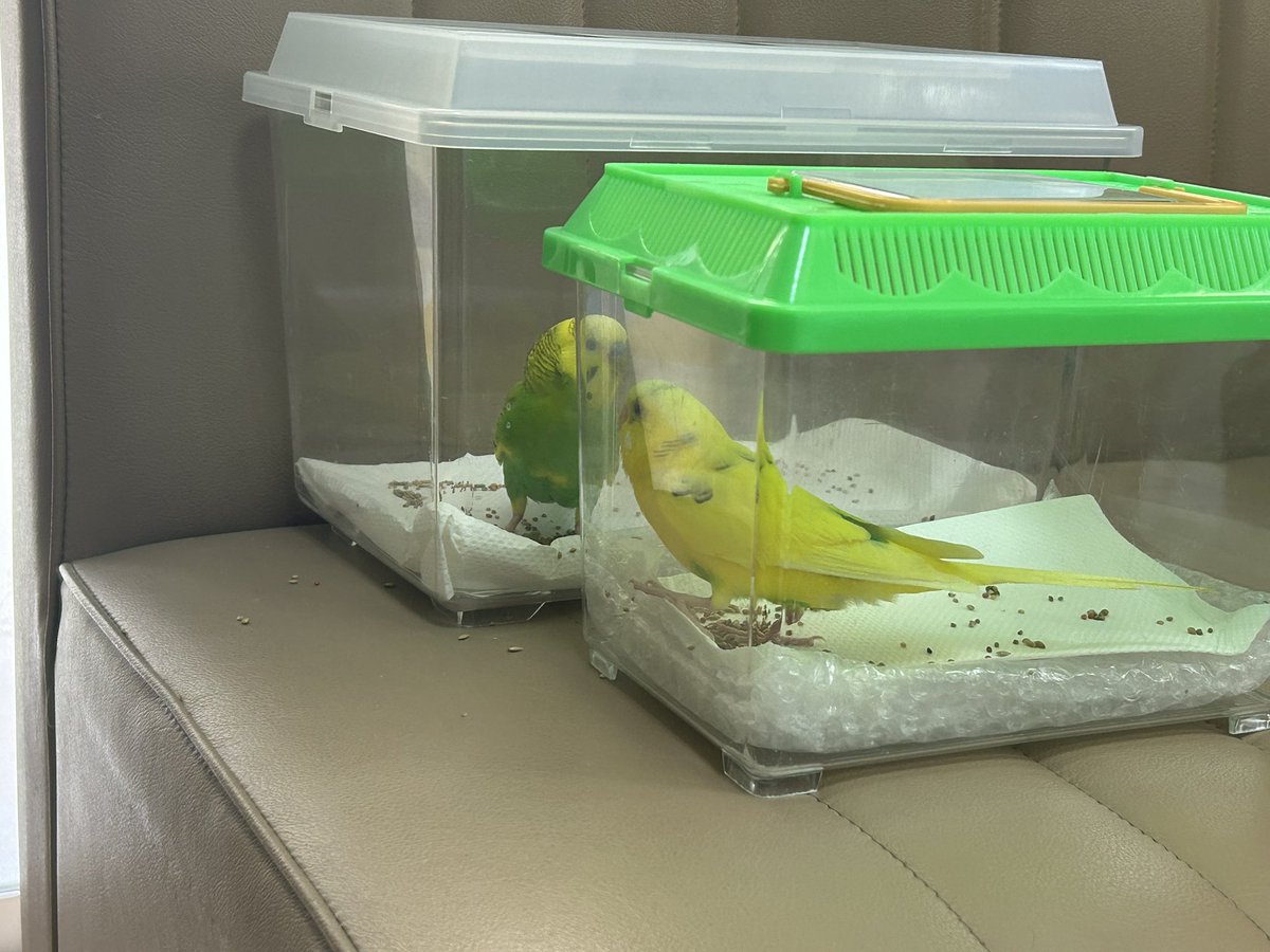 lig_kobe's tweet photo. 250羽以上の多羽崩壊現場からやってきた八千代セキセイインコさん2羽がずっとのお家に繋がりました✨素敵なご縁に感謝しています！
明日は山口県にて引き渡しをしてまいります。
引き続き、りぐこうべ兵庫では12羽の鳥さんたちの里親さんを募集しています。会いに来ていただけるだけでも大歓迎です！（事前のご連絡をお願いいたします！）
詳しくは下記ページをご覧ください。
https://t.co/kiFa8XoT7R