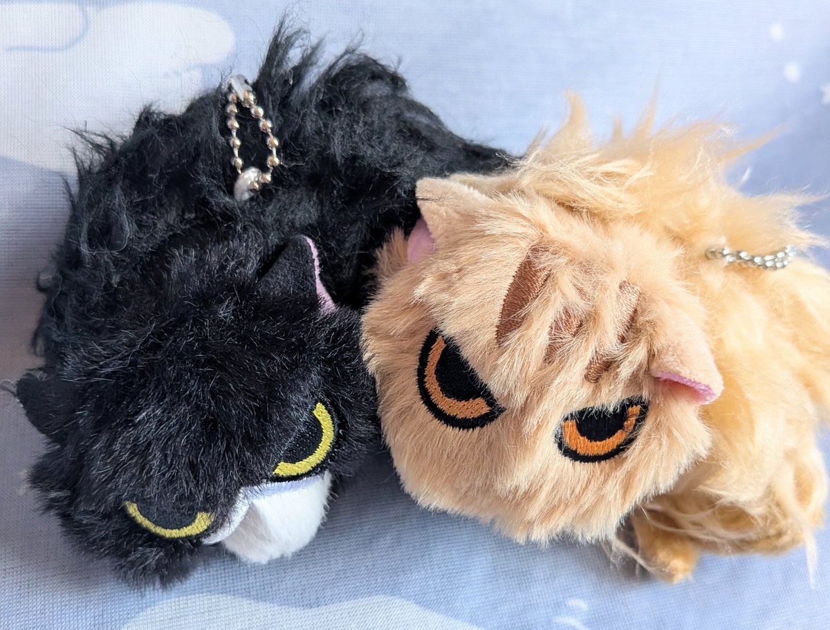 chashironeko89's tweet photo. なつかない猫ぬいぐるみ第二弾🎉
目つきがたまらんカワイイ
激しくイカ耳の子がいるのがたいへん良い
八百屋さんたくさん来てくれました
しばらくなでまわして背中をもう少し逆立ててあげたい

#カプセルトイ https://t.co/JUEpiHPtso