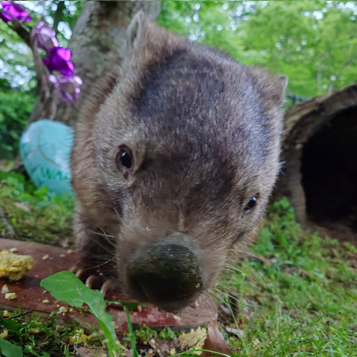 chausuyamazoo's tweet photo. 5/28に #ウォンバット[#ウォレス]くんが
来園して8周年🎂を迎えましたぁー😄✨
これからもマイペースで元気にうぉ願いします💗✨
先日、茶臼山動物園サポーターの皆様と
一緒うぉ祝いしました🌽🎉✨
#wombat #8th
#丸太が好っき🪵✨ #丸太王子 #丸太うぉーじ
#茶臼山動物園 #城山動物園 #茶臼山恐竜園 https://t.co/1ZZgK3Sc5w