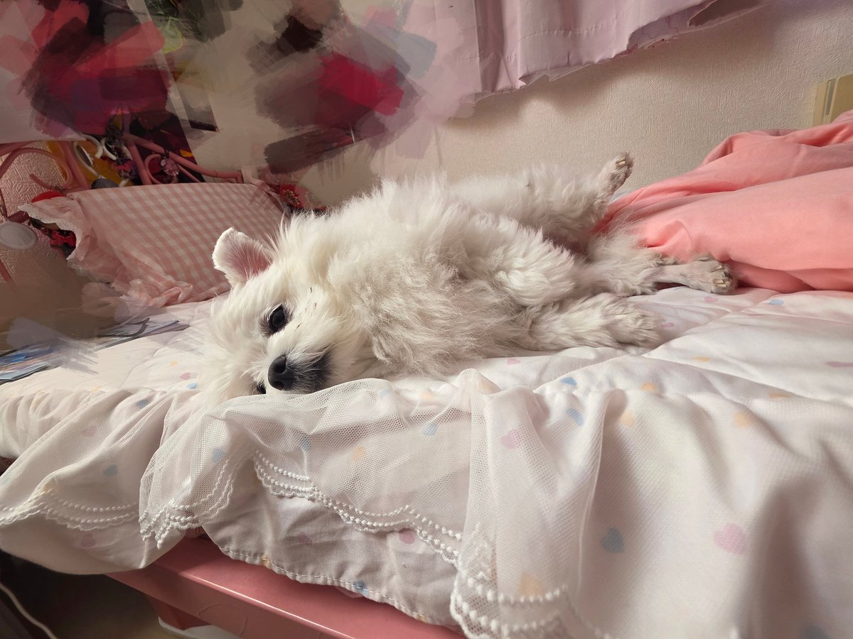 𝖒𝖔𝖓𝖔わんこ tweet media