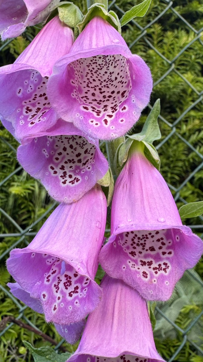 funnyson30's tweet photo. Morgengruß mit Fingerhut #Mai #Digitalis #Fingerhut #foxglove https://t.co/rvmPRQULNs