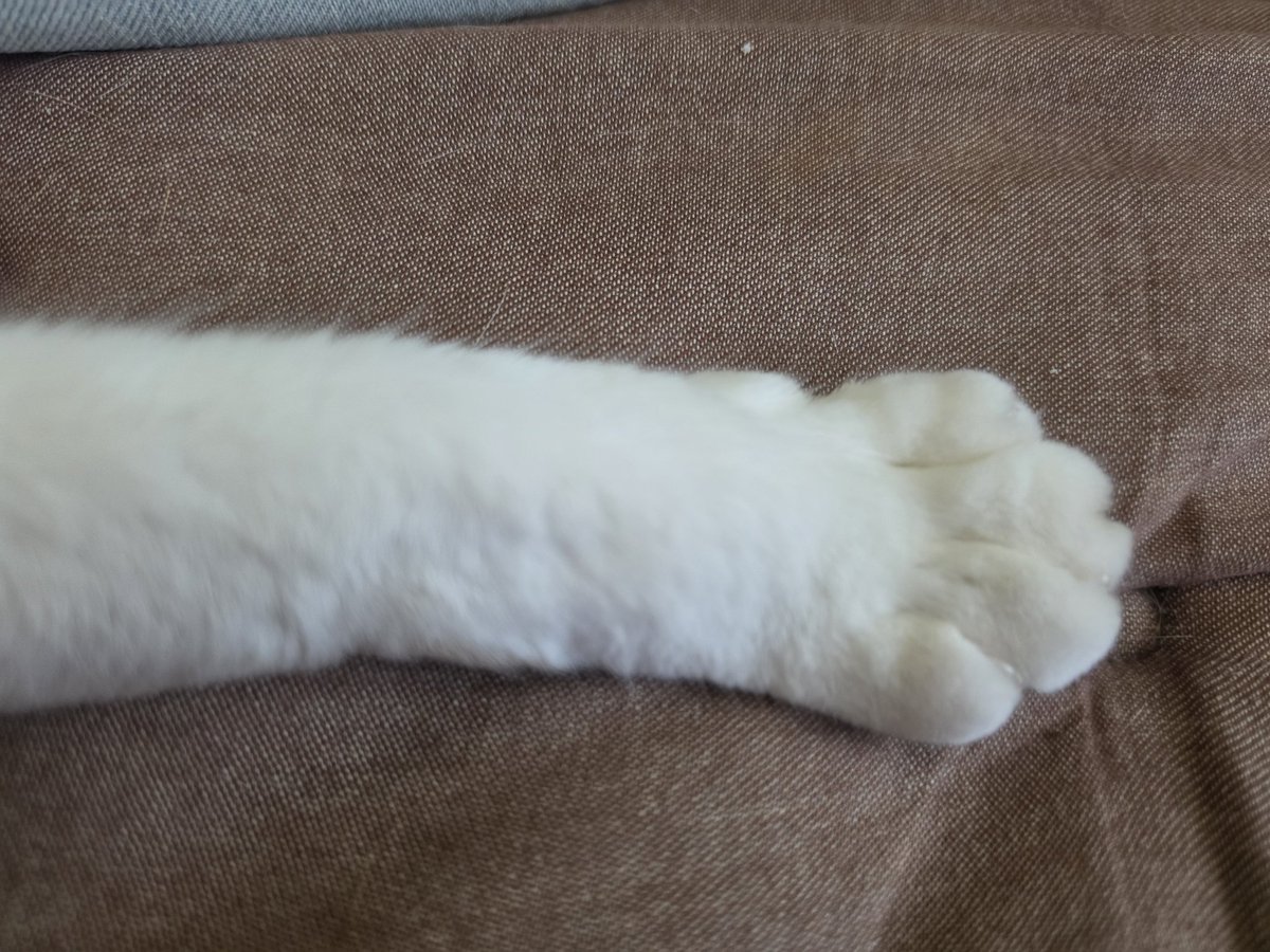 【♡うさねこ♡】 うさねこ (@rabbicat_neko) / Posts / X