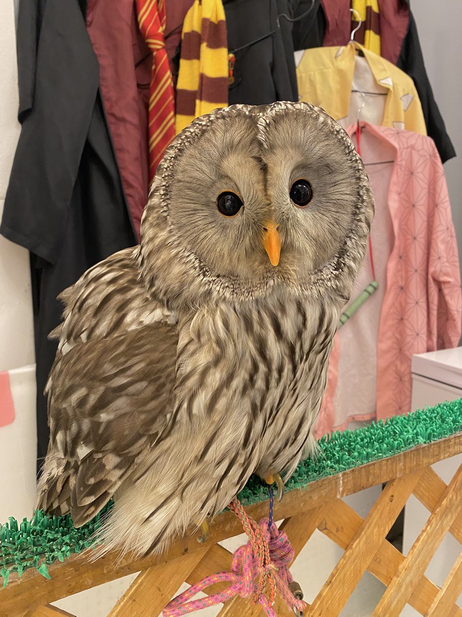 OWLCAFE-フクロウのみせ月島 【公式】 tweet media