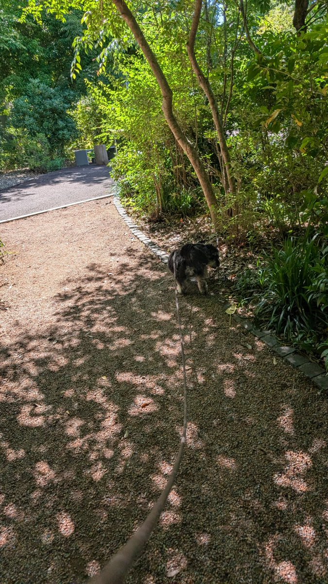 beckrinrin's tweet photo. 隣の町の大きな公園まで…
貸し切り状態のドッグラン…。
ほぼ静止画😇
もうドッグランはやっぱり卒業かな？ https://t.co/kQcA63DBd0