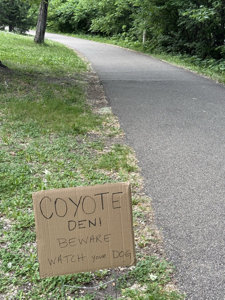 ChasAnderson's tweet photo. This is a real problem @CityMinneapolis. I have never encountered coyotes as large as the ones near Lock and Dam 1. https://t.co/M3QZm9JoaL