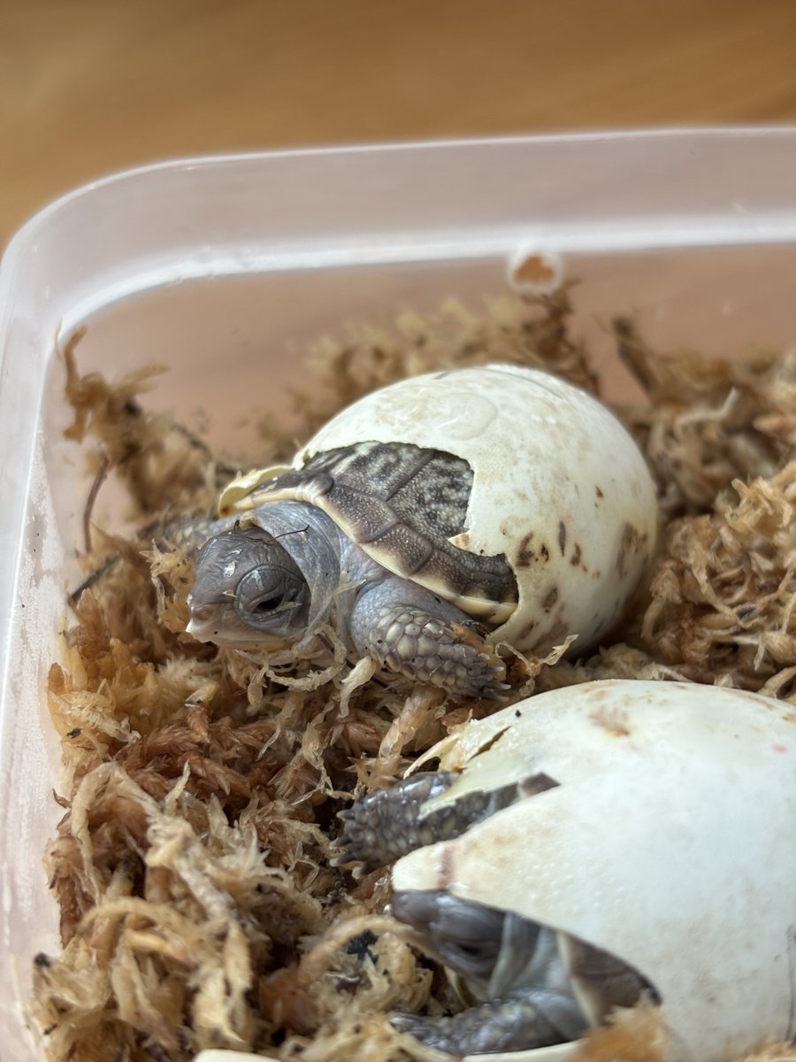 herpstate's tweet photo. ニシキハコガメ孵化
オス設定低温孵化なので、いつもより1カ月程遅く孵化しました。
今年は無精卵と卵割れがあってニシキは過去最低の孵化数��なりそうですが、少数精鋭で育成していきます。 https://t.co/vEDmV9Znes