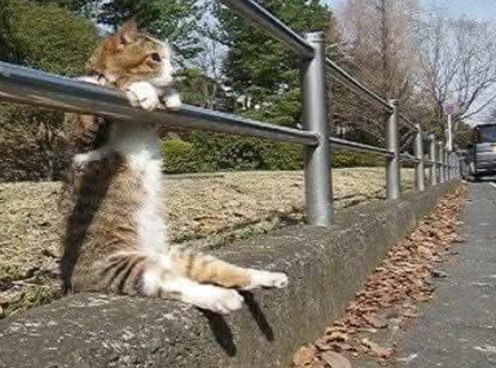 Random Cat (Sin Limit) tweet media
