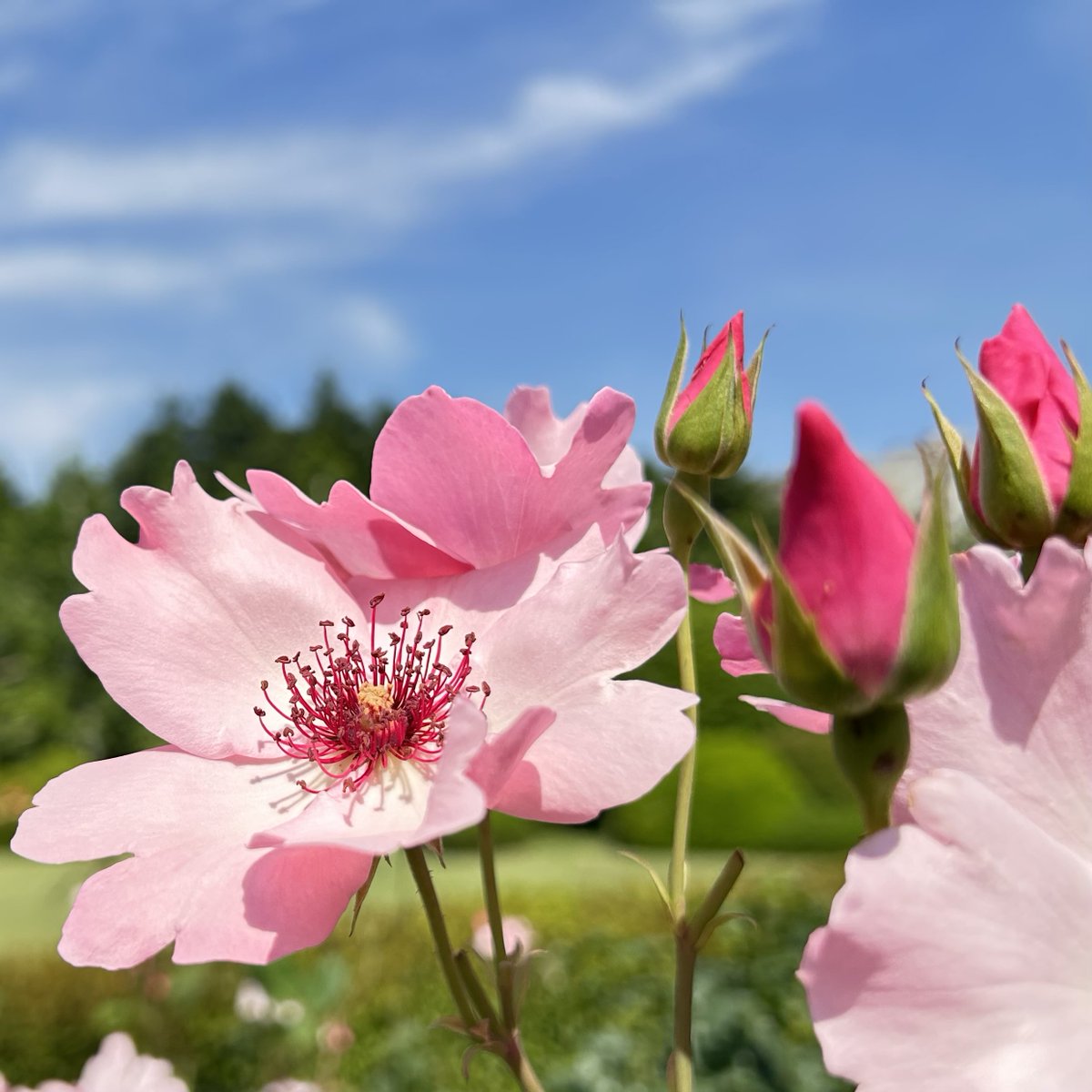 こんにちは😊 2026年5月30日 土曜日✨ 只今の気温は26℃です。 今日の