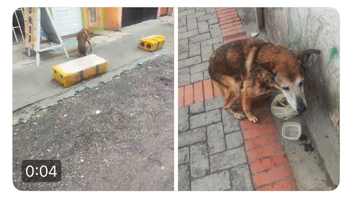 Protección Animal Bogotá tweet media