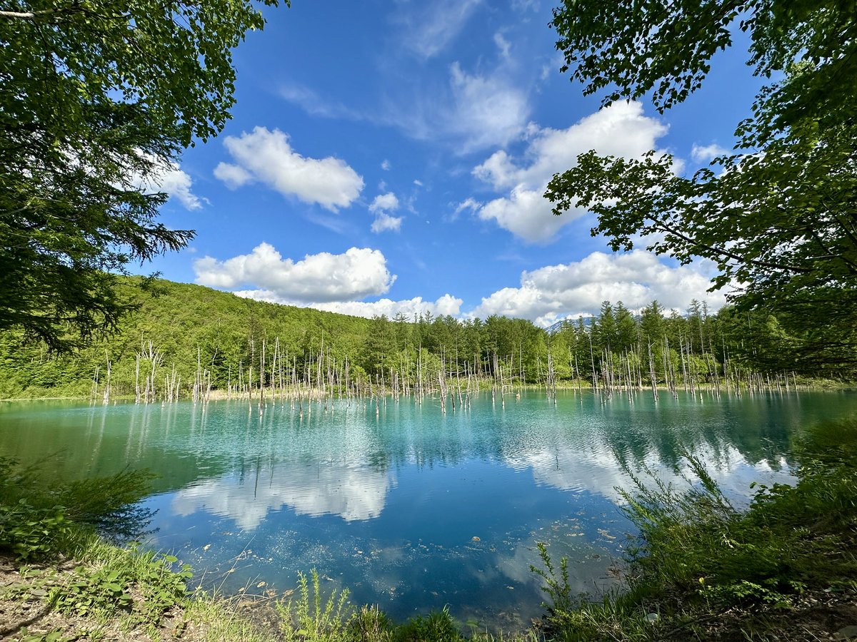 mindforest0812's tweet photo. 人生初の北海道はめちゃくちゃ素晴らしかった‼️行きたかった美瑛町の青い池も天気良くてサイコー https://t.co/oHL0y5FYSQ
