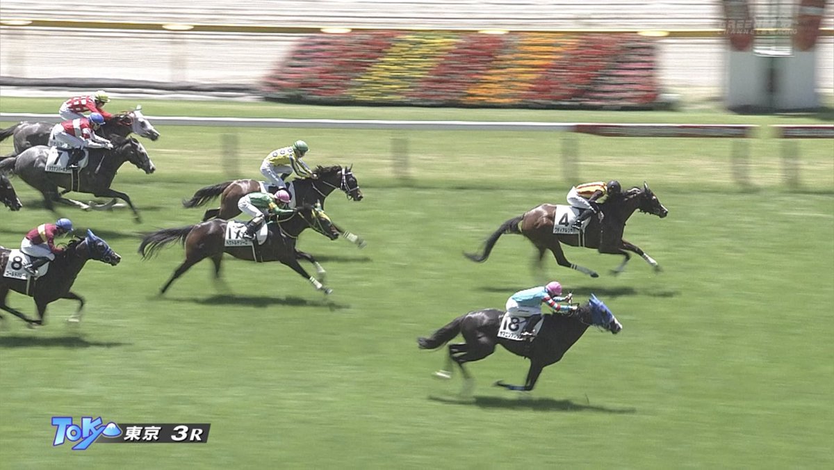 馬犬🐴🐶 tweet media
